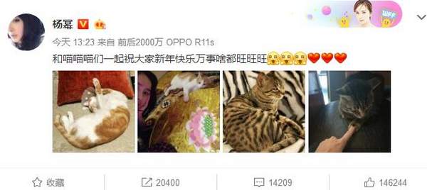 杨幂更新微博庆祝新年快乐，但是照片中却只有喵喵喵们