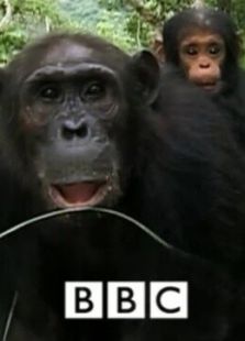 BBC：黑猩猩家族的命运